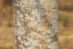 Lannea coromandelica